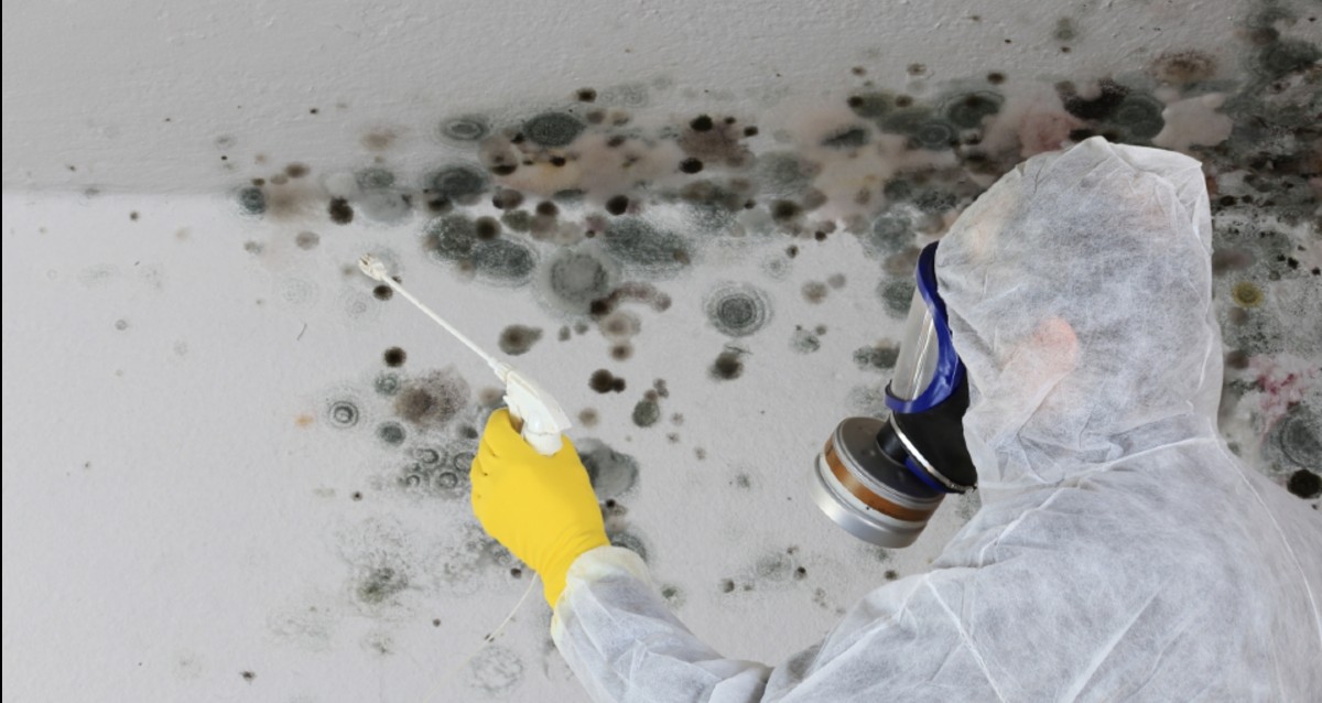 mold removal in your home
