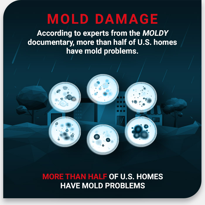 Mold Damage In The US Statistics Property Doctors Colorado